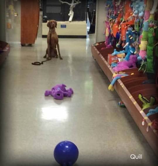 dog walk adventure in Austin Pet Store