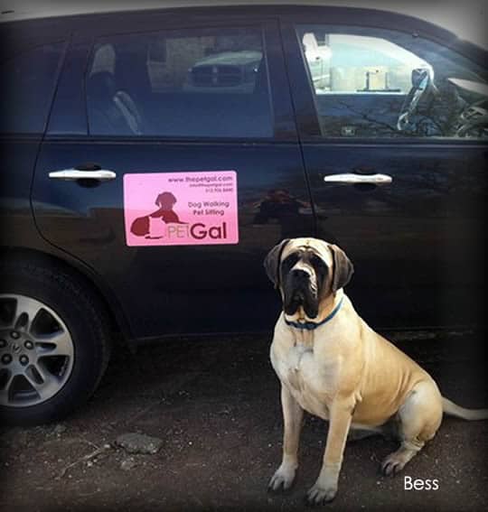local pet taxi in Georgetown benefits