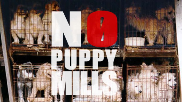 Just Say No! (To Puppy Mills)