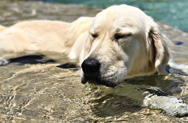 Is Your Dog At Risk Of Getting Heat Stroke? Everything You Need To Know