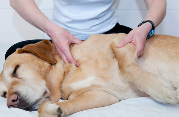 Surprising Way to Treat Your Dog’s Pain Without Medication